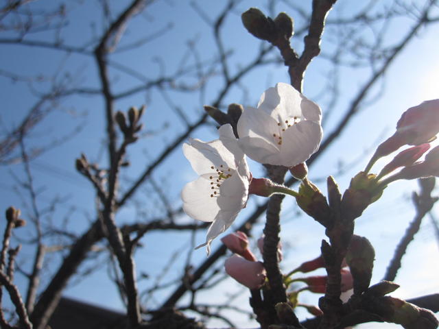 ソメイヨシノが開花しました。
