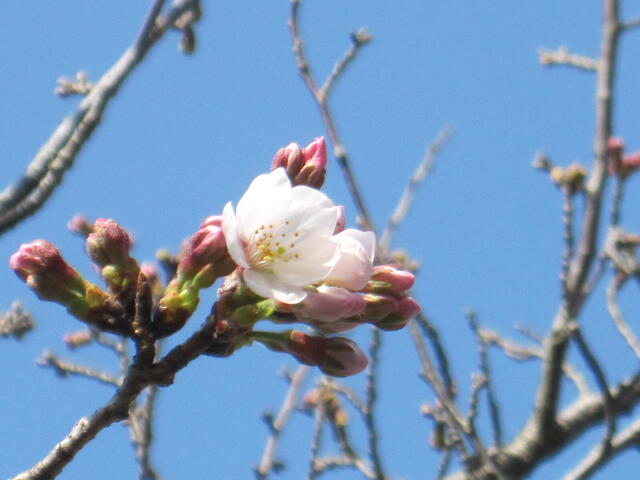 22桜開花.JPG